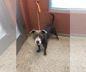 American Pit Bull Terrier-Unknown Mix Dogs for adoption in Pueblo, CO, USA