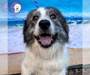 Great Pyrenees Dogs for adoption in Spring, TX, USA