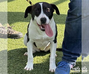 Lab-Pointer Dogs for adoption in Washington, DC, USA