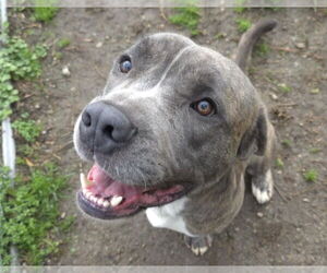 Catahoula Leopard Dog-Mastiff Mix Dogs for adoption in Anniston, AL, USA