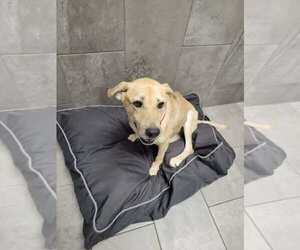 Mutt Dogs for adoption in New York, NY, USA