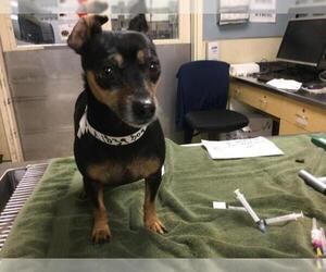 Chihuahua Dogs for adoption in Riverside, CA, USA