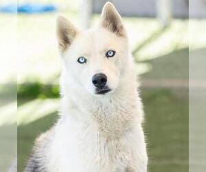 Siberian Husky Dogs for adoption in Camarillo, CA, USA
