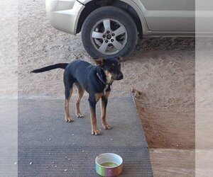 Rottweiler-Unknown Mix Dogs for adoption in Chandler, AZ, USA