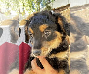 Mutt Dogs for adoption in San Diego, CA, USA