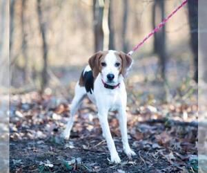 American Foxhound Dogs for adoption in Flora, IL, USA