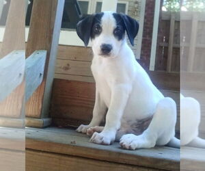 Beagle-Unknown Mix Dogs for adoption in Chester, VA, USA
