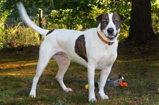 Chinese Shar-Pei-Pointer Mix Dogs for adoption in Monroe, GA, USA