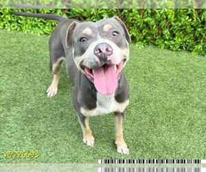 American Pit Bull Terrier Dogs for adoption in West Palm Beach, FL, USA