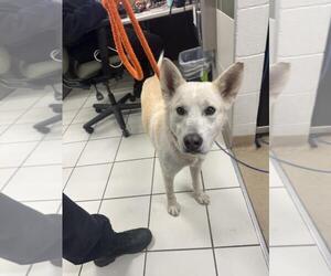 - Mix Dogs for adoption in Derwood, MD, USA