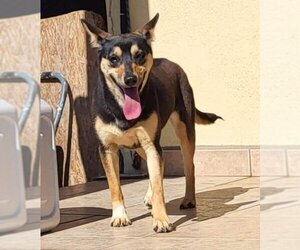 Australian Kelpie-Unknown Mix Dogs for adoption in Inglewood, CA, USA