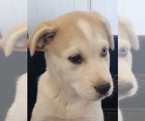 Great Pyrenees-Huskies Mix Dogs for adoption in Lake Forest, CA, USA
