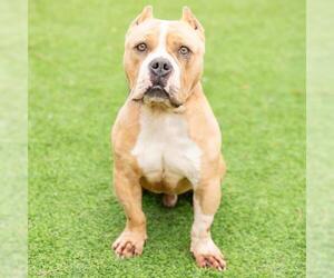 Mutt Dogs for adoption in Camarillo, CA, USA