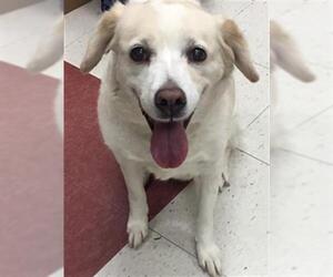 Spanador Dogs for adoption in Plano, TX, USA