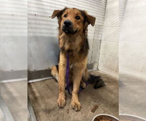 German Shepherd Dog Dogs for adoption in San Bernardino, CA, USA