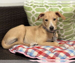 Labrador Retriever-Unknown Mix Dogs for adoption in Sanford, FL, USA