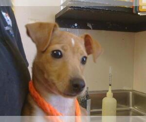 Chihuahua-Unknown Mix Dogs for adoption in Sacramento, CA, USA
