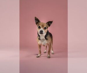 Chihuahua-Unknown Mix Dogs for adoption in Berkeley, CA, USA