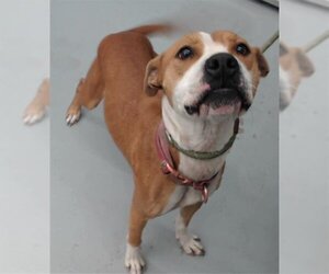 American Staffordshire Terrier-Unknown Mix Dogs for adoption in Waco, TX, USA