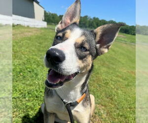 Siberian Husky-Unknown Mix Dogs for adoption in Omaha, NE, USA