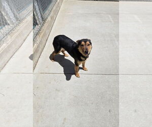 Mutt Dogs for adoption in Maquoketa, IA, USA