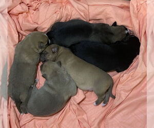 German Shepherd Dog Dogs for adoption in Riverside, CA, USA