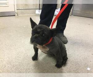 French Bulldog Dogs for adoption in Riverside, CA, USA