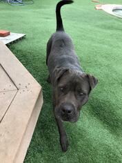 Small Chinese Shar-Pei-Staffordshire Bull Terrier Mix
