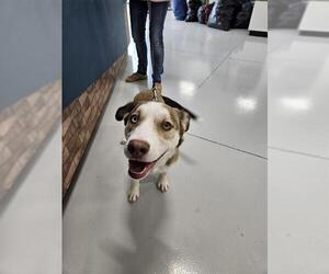 - Mix Dogs for adoption in Temple, TX, USA