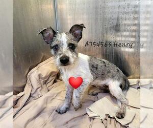 Mutt Dogs for adoption in San Antonio, TX, USA