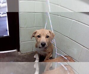 Box heeler Dogs for adoption in Tulsa, OK, USA
