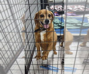 Puggle Dogs for adoption in Mukwonago, WI, USA