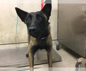 Mutt Dogs for adoption in Riverside, CA, USA