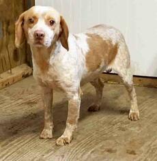 Beagle Dogs for adoption in Rossville, TN, USA
