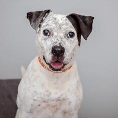 Dalmatian Dogs for adoption in Mission Hills, CA, USA