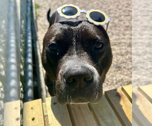 Mutt Dogs for adoption in Jefferson, WI, USA