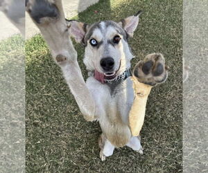 - Mix Dogs for adoption in Phoenix, AZ, USA