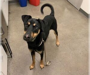 Doberman Pinscher Dogs for adoption in Berkeley , CA, USA