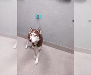 Siberian Husky-Unknown Mix Dogs for adoption in Las Vegas, NV, USA