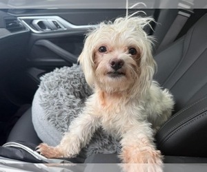 Shih Tzu Dogs for adoption in Tempe , AZ, USA