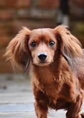Dachshund Dogs for adoption in Decatur, GA, USA