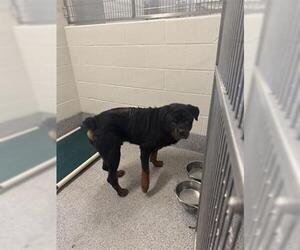 Rottweiler Dogs for adoption in Houston, TX, USA