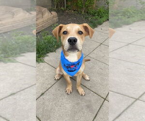 Mutt Dogs for adoption in Springdale, PA, USA