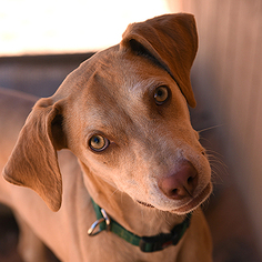 Vizsla Dogs for adoption in Kanab, UT, USA
