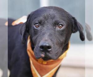 Labrador Retriever Dogs for adoption in San Antonio, TX, USA