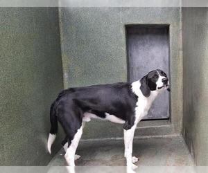 Treeing Walker Coonhound-Unknown Mix Dogs for adoption in Downey, CA, USA