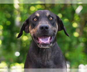 Catahoula Leopard Dog-Unknown Mix Dogs for adoption in Tavares, FL, USA