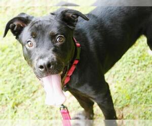 Medium Photo #1 Labrador Retriever Puppy For Sale in Tallahassee, FL, USA