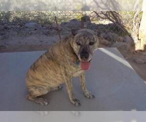 Plott Hound Dogs for adoption in Golden Valley, AZ, USA