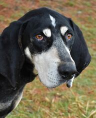 Black and Tan Coonhound Dogs for adoption in Nashville, IN, USA